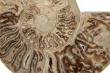 Daisy Flower Ammonite (Choffaticeras) - Madagascar #198092-2